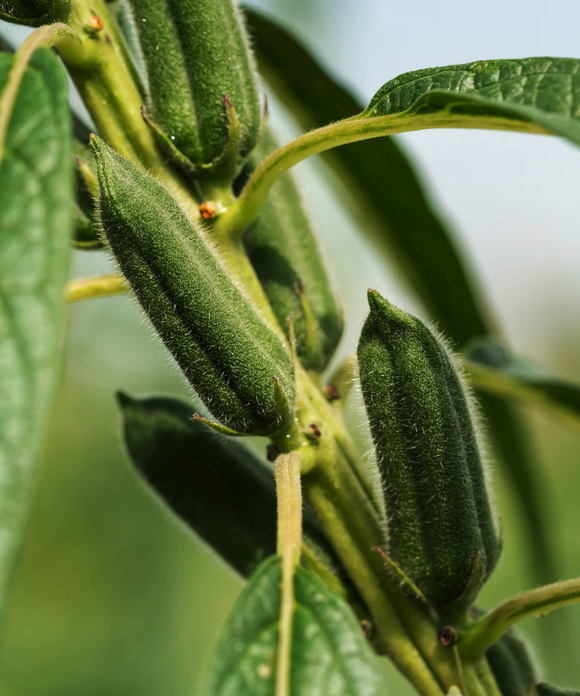 Ritual Bath & Body Oil