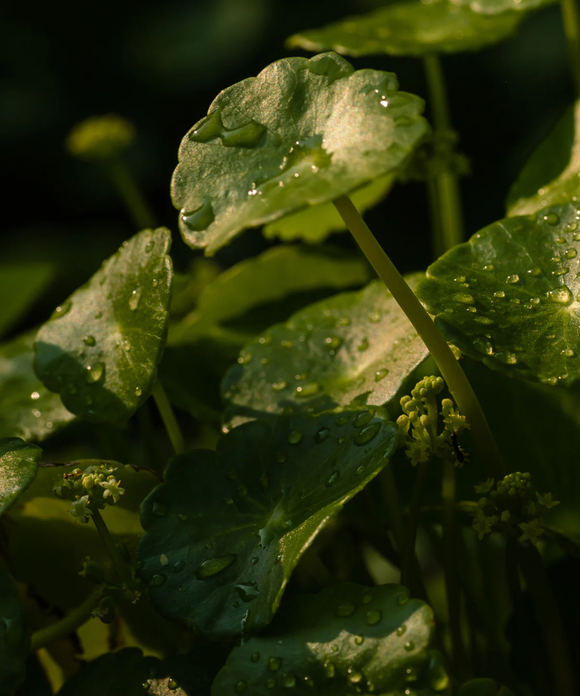 Nourish Crème Riche