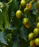 Radiance Eye Cream-6