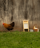 Buckthorn Berry & Honey Shampoo-5