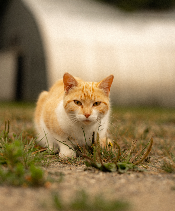 Honeydream Lip Mask - Tallow & Lanolin