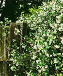 Jasmine Glow - Plant Based Perfume-2