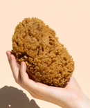 Body Sea Sponge-4