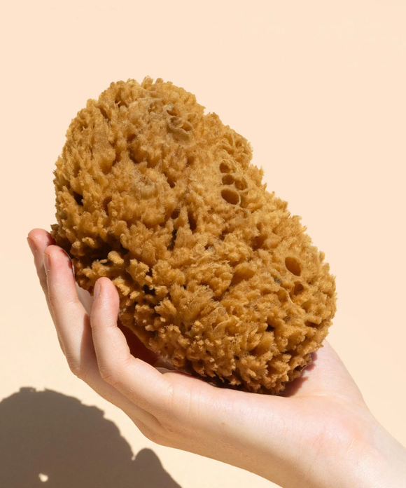 Body Sea Sponge