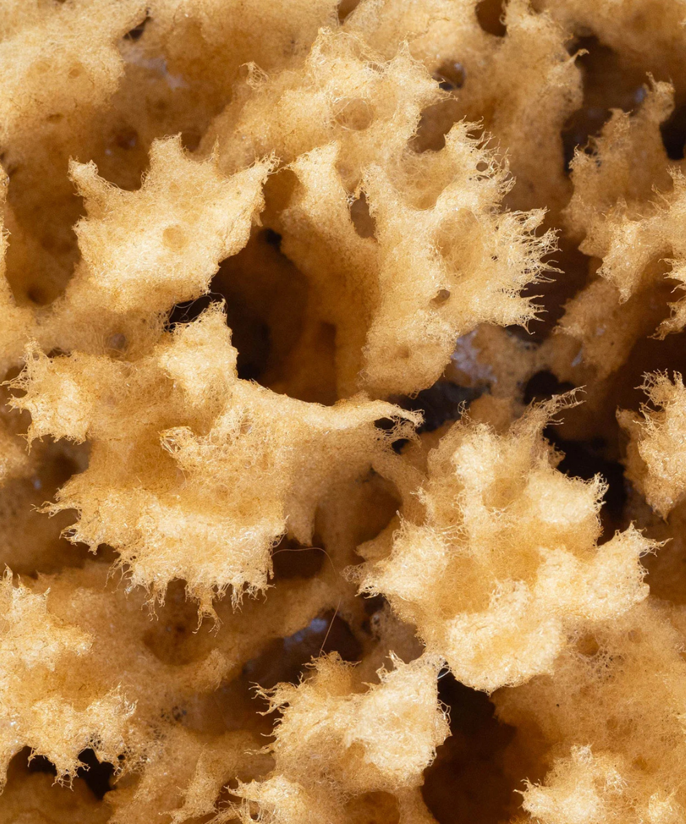 Body Sea Sponge