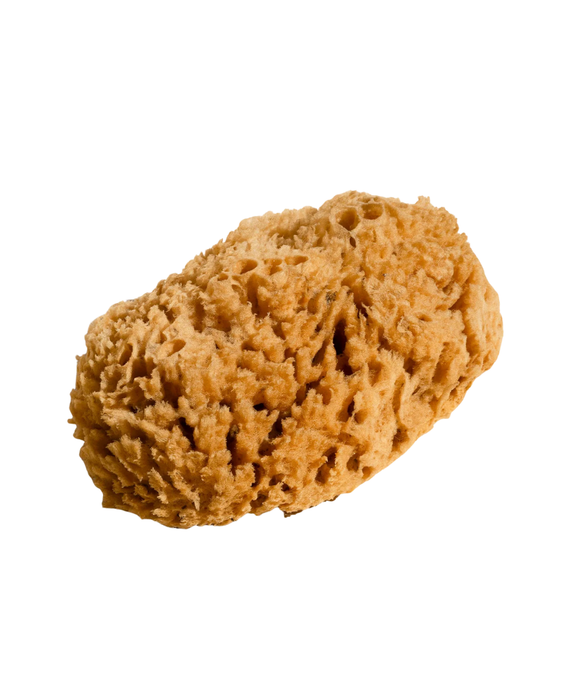 Body Sea Sponge