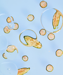 Fresh Start Lime Pearl + Prickly Pear 5% PHA Resurfacing Treatment-9