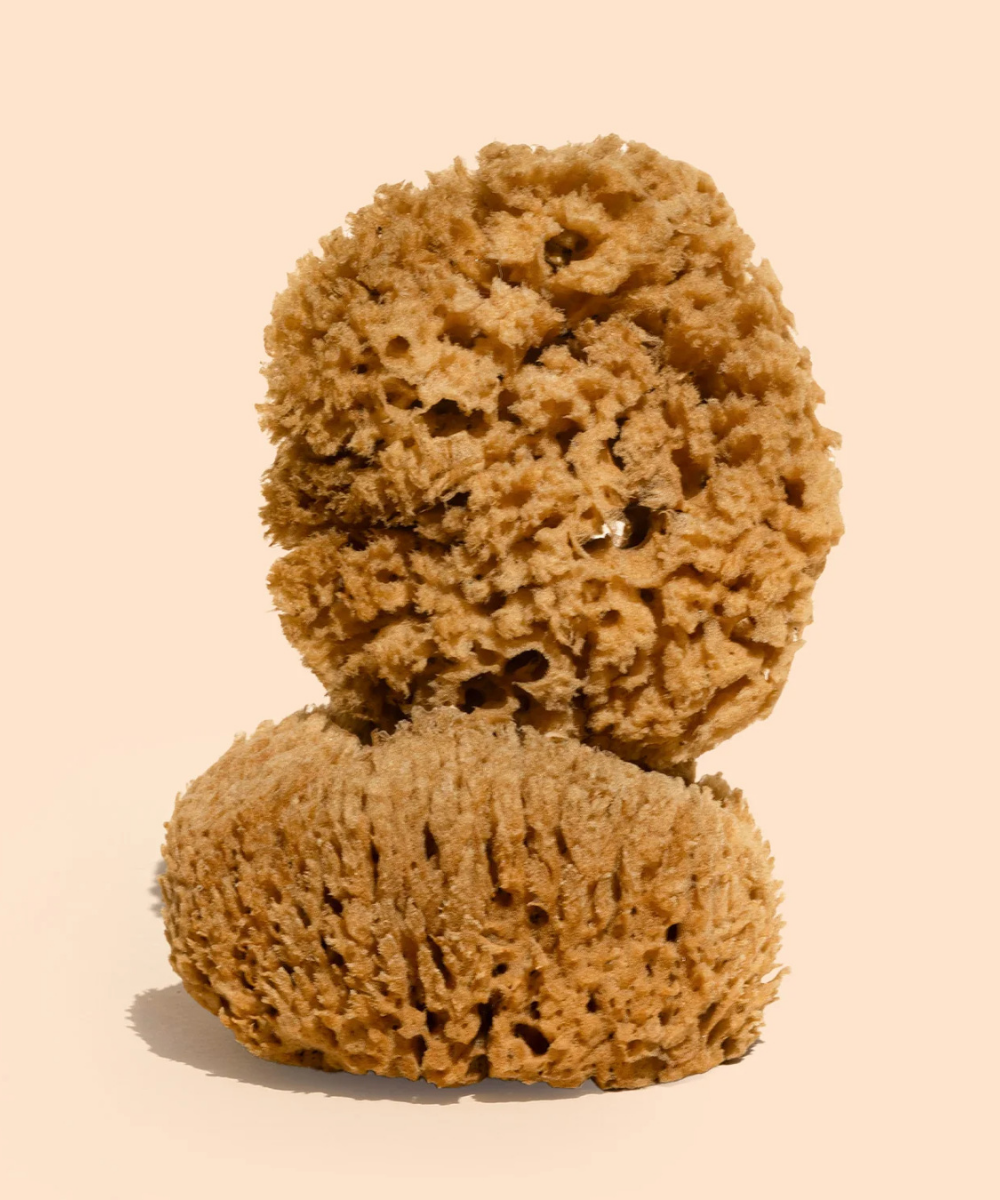Body Sea Sponge
