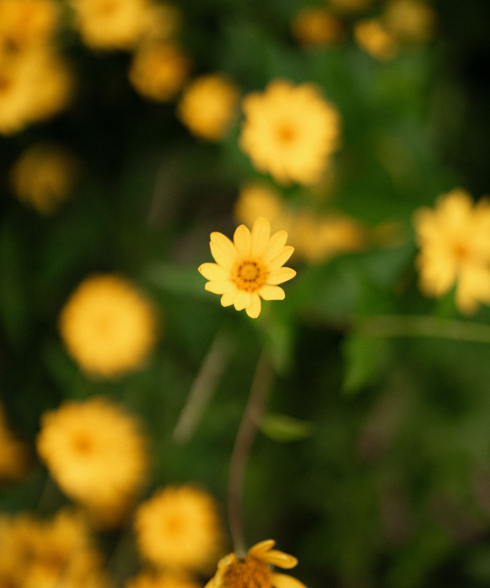 Honeybee Lip Therapy - Echinacea
