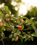 Buckthorn Berry & Honey Shampoo-3