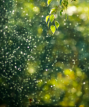 Crown Relief - Magnesium Roller-5