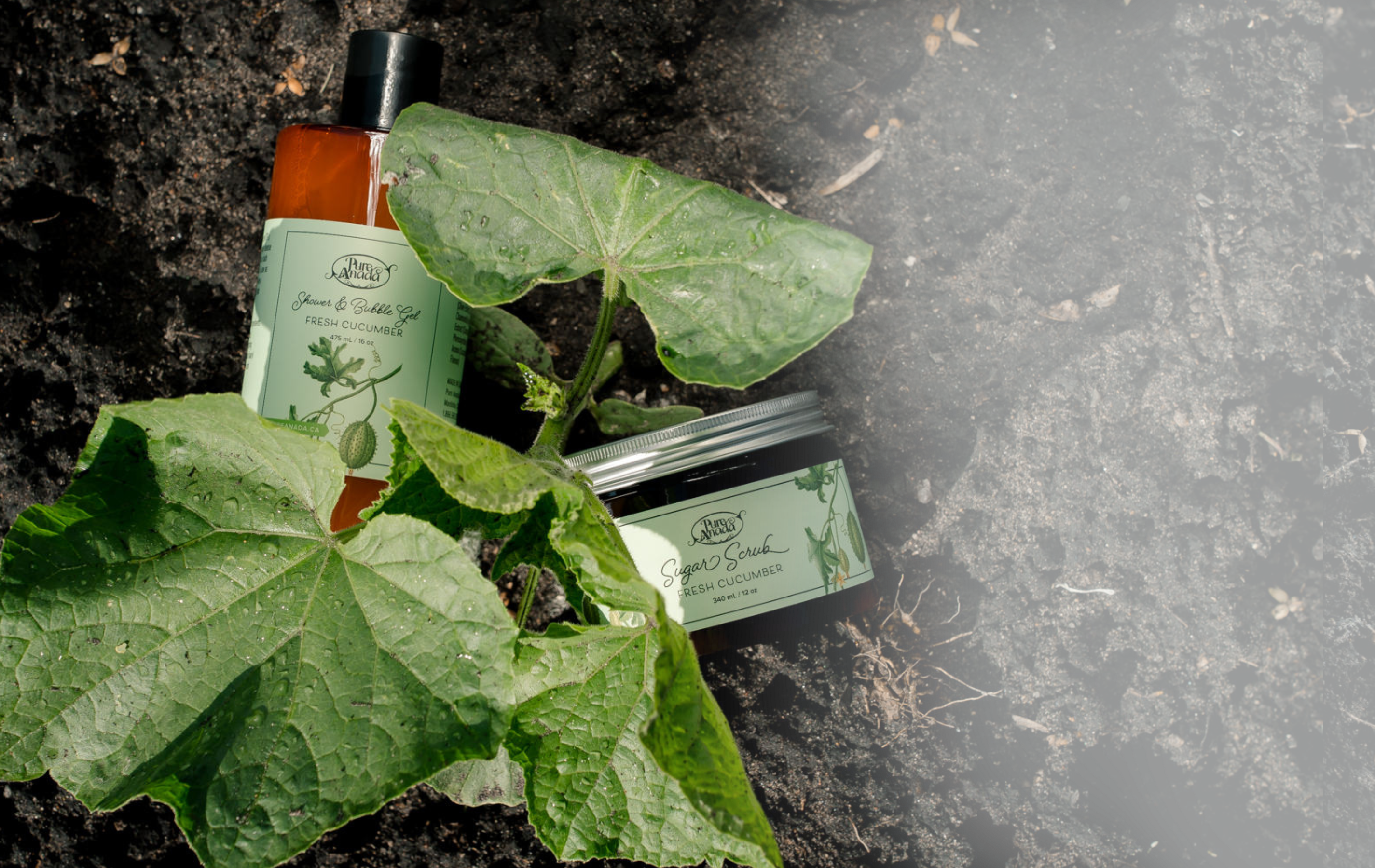 Fresh Cucumber Collection