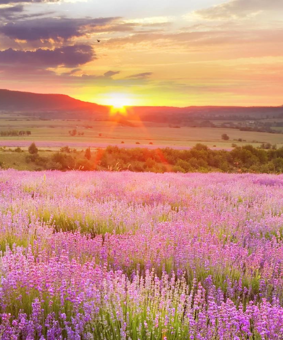 Okanagan - Lavender Deodorant Spray - Active Humans