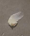 Neroli + Pepper Radiant Body Scrub